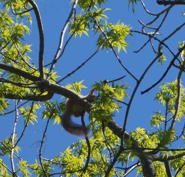 Image of Sciurus vulgaris exalbidus Pallas 1778