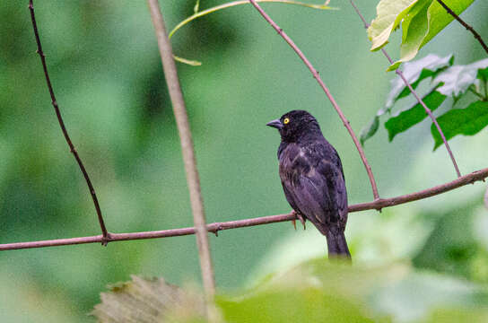 Image of Vieillot's Weaver