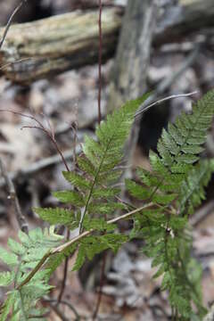 Image de Dryopteris triploidea Wherry