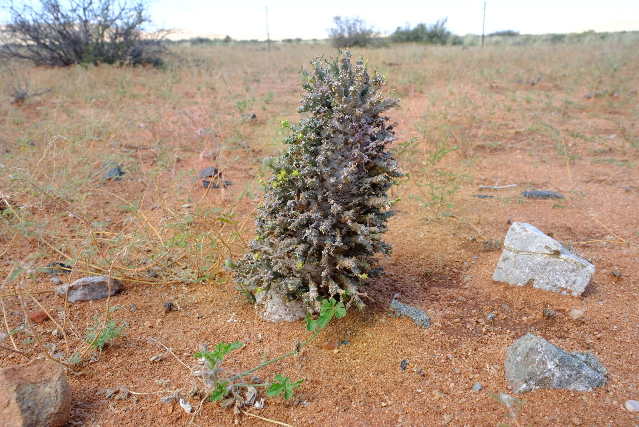 Sivun Euphorbia friedrichiae Dinter kuva