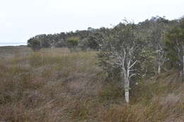 Image of Melaleuca cuticularis Labill.