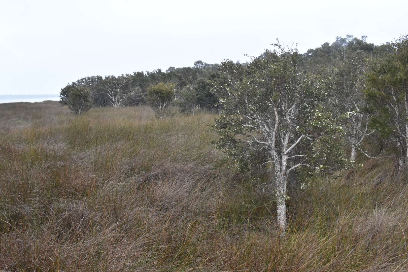 Image of Melaleuca cuticularis Labill.