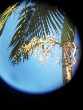 Image of Helmeted Friarbird