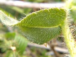 Image of Woolly-Breeches