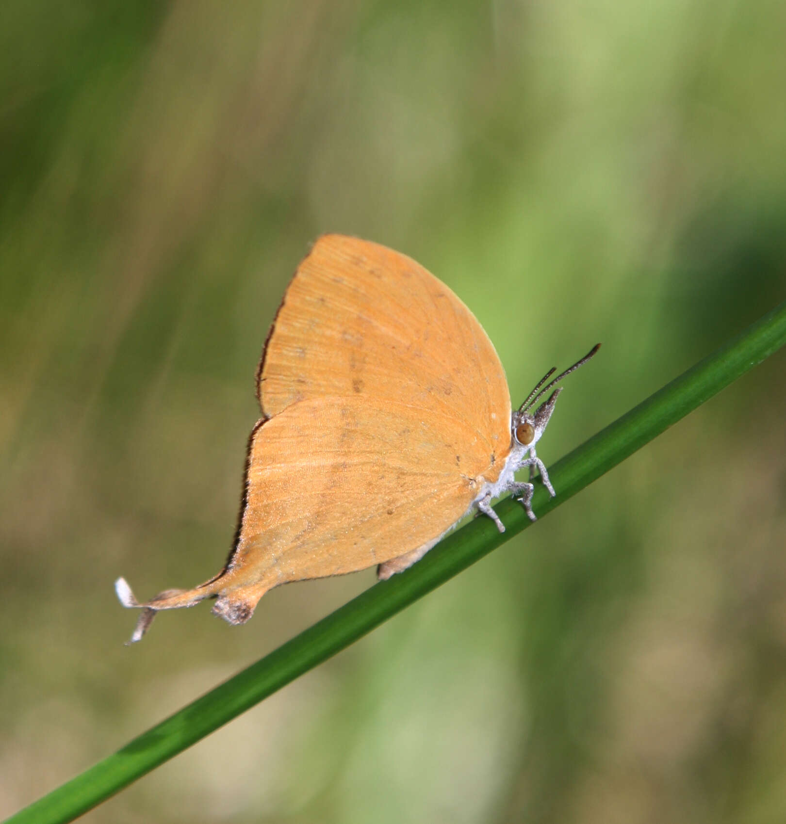 Imagem de Loxura atymnus continentalis Fruhstorfer (1912)