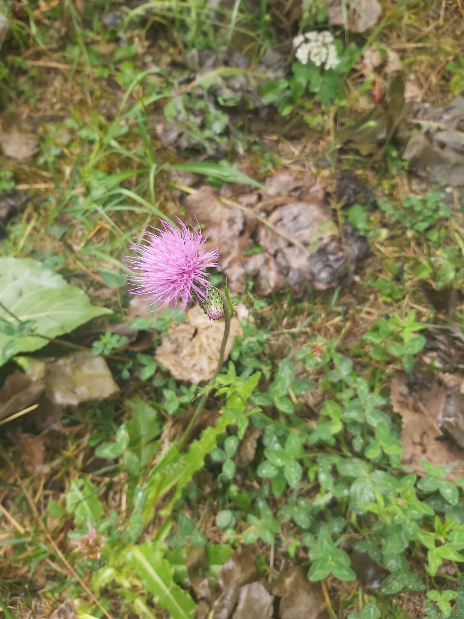 Imagem de Cirsium monspessulanum (L.) Hill