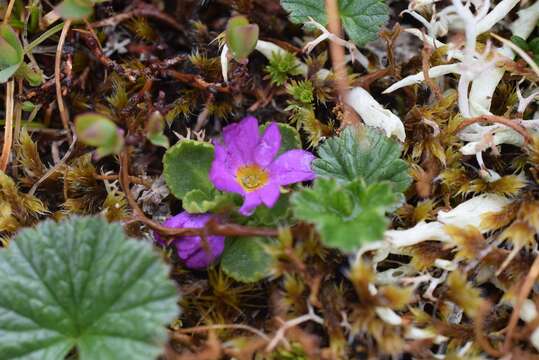 Primula cuneifolia Ledeb. resmi