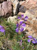 Image of Geranium saxatile Kar. & Kir.