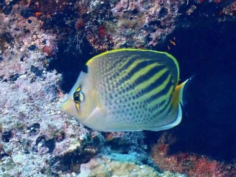 Image of Dot and dash Butterflyfish