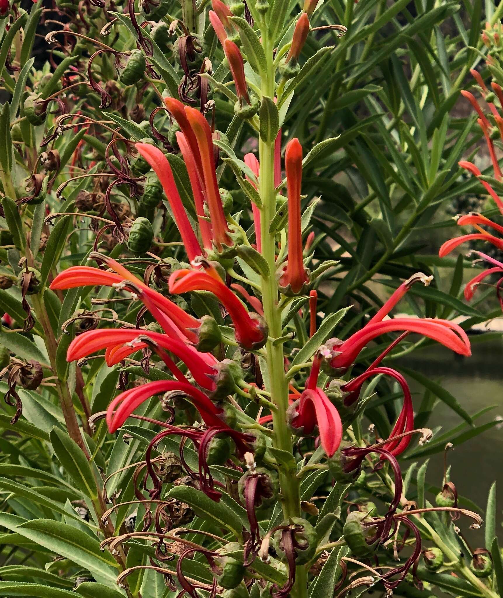 Слика од Lobelia excelsa Bonpl.