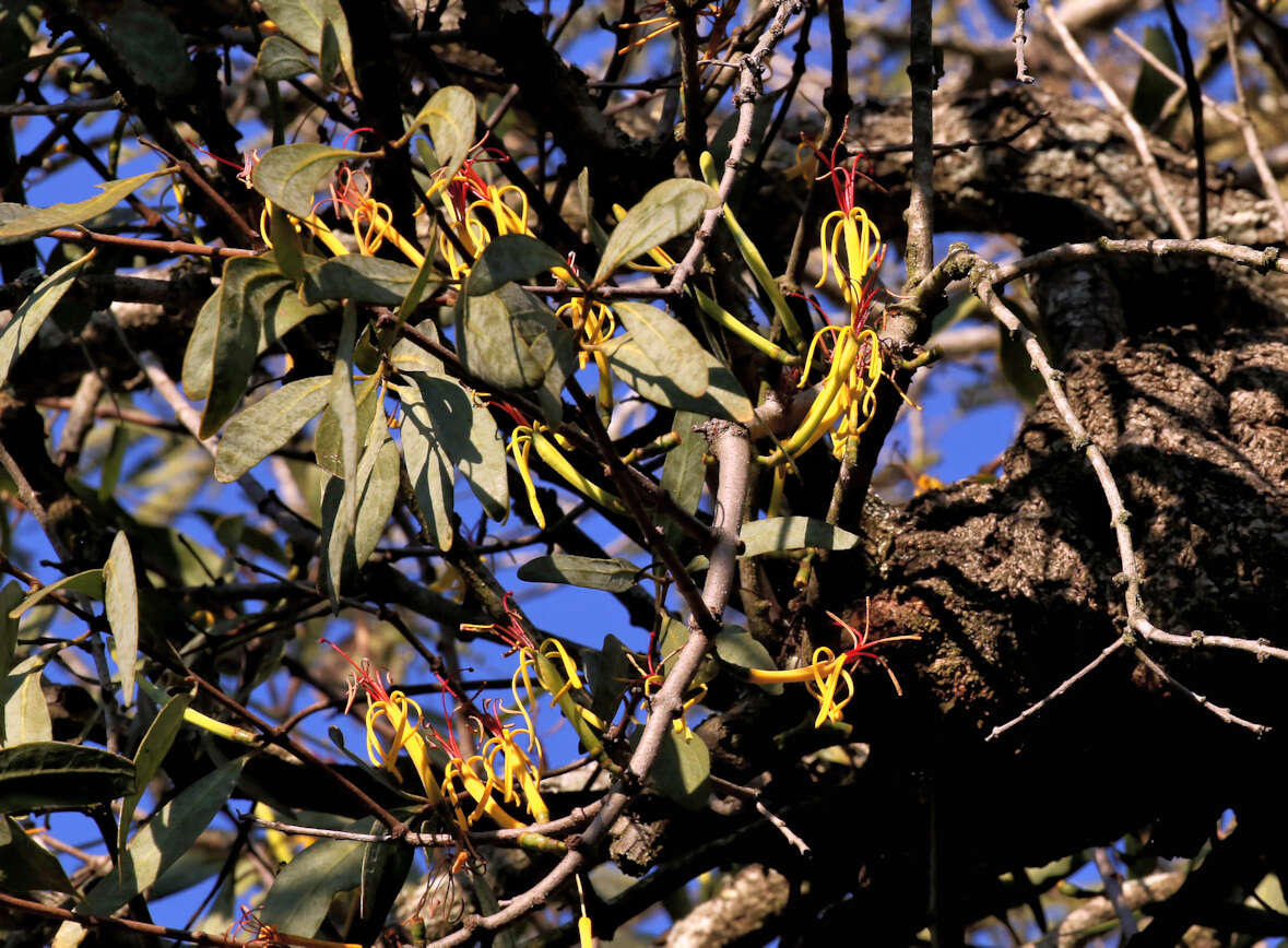 Image of Pedistylis galpinii (Schinz ex Sprague) D. Wiens