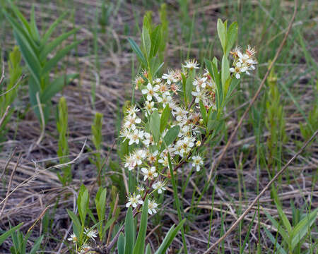 صورة Prunus pumila var. besseyi (Bailey) Gleason