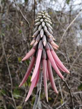 Imagem de Erythrina goldmanii Standl.