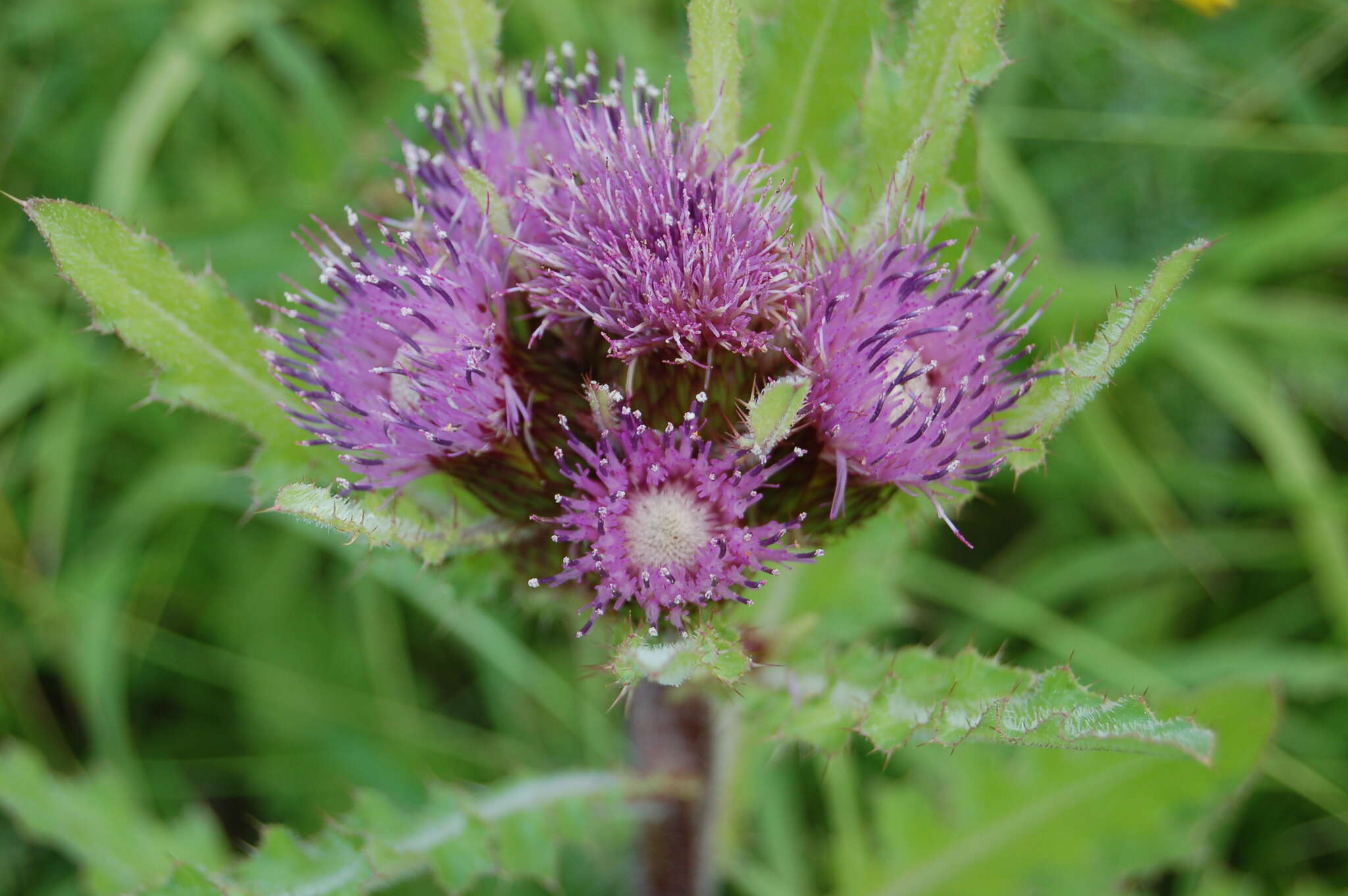 Imagem de Cirsium esculentum (Siev.) C. A. Mey.