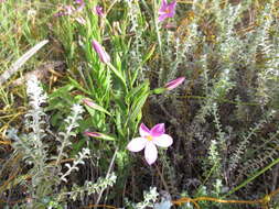 Image of Chironia jasminoides L.