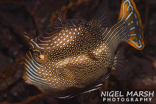 Image of Ornate cowfish