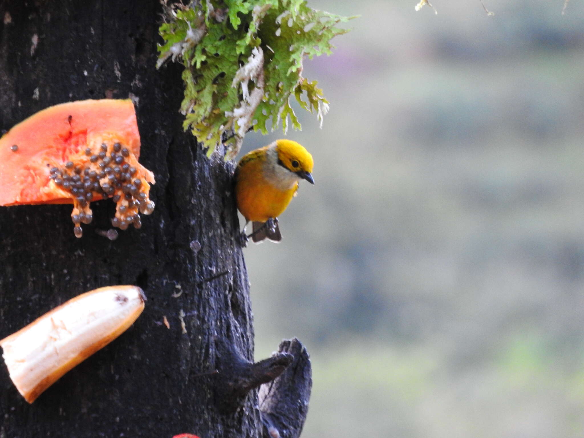 Image of Silver-throated Tanager