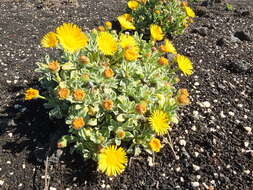 Image of Pulicaria canariensis subsp. lanata Bramw. & Kunk.