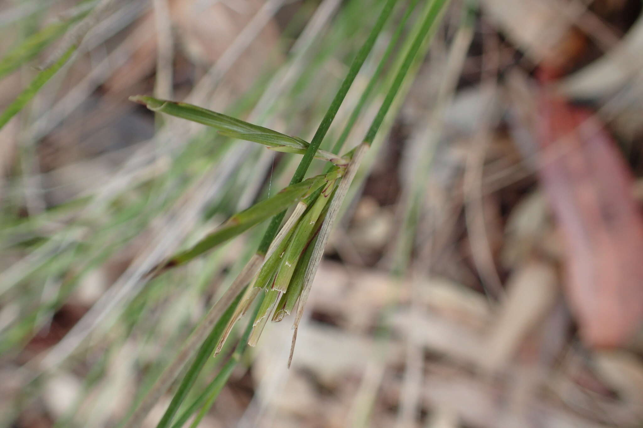 Entolasia stricta (R. Br.) Hughes resmi