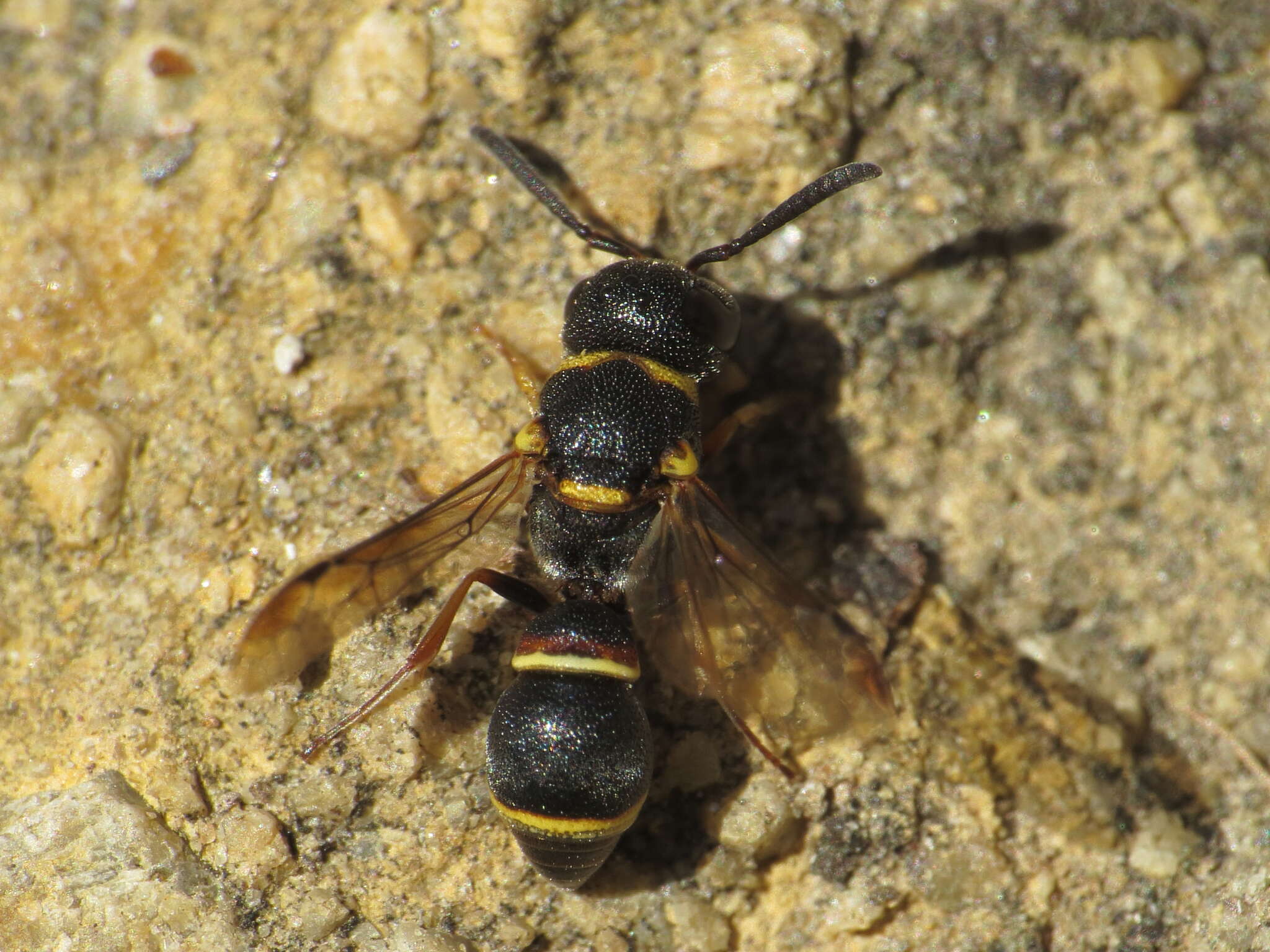 Image of Leptochilus medanae (Gribodo 1886)