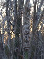 Plancia ëd Pilosocereus purpusii (Britton & Rose) Byles & G. D. Rowley