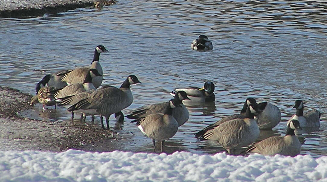 Plancia ëd Branta hutchinsii (Richardson 1832)