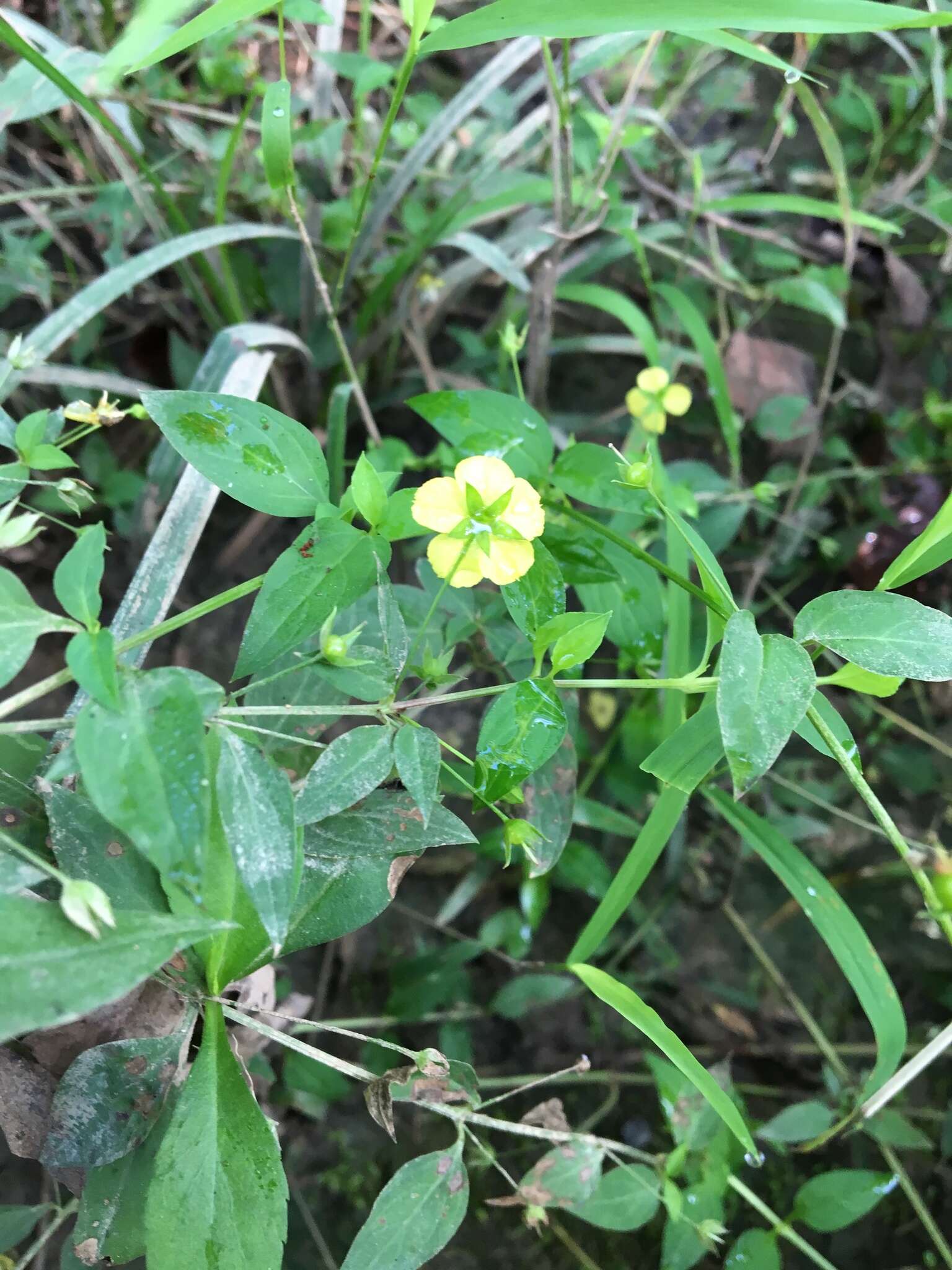 Image of Trailing Yellow-Loosestrife