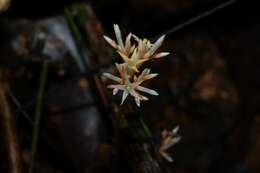 Image of Voyria corymbosa Splitg.