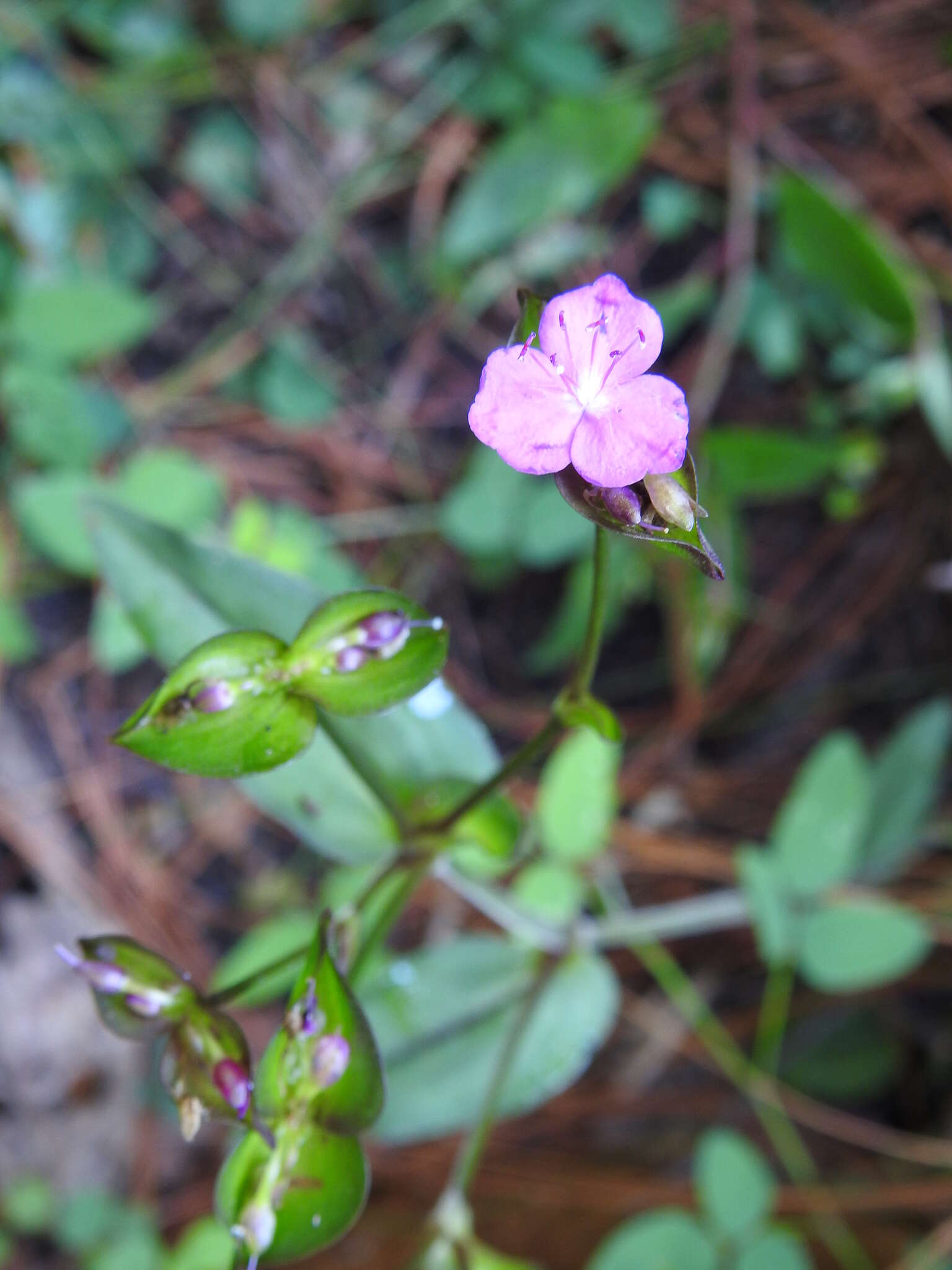 Image of Tradescantia commelinoides Schult. & Schult. fil.