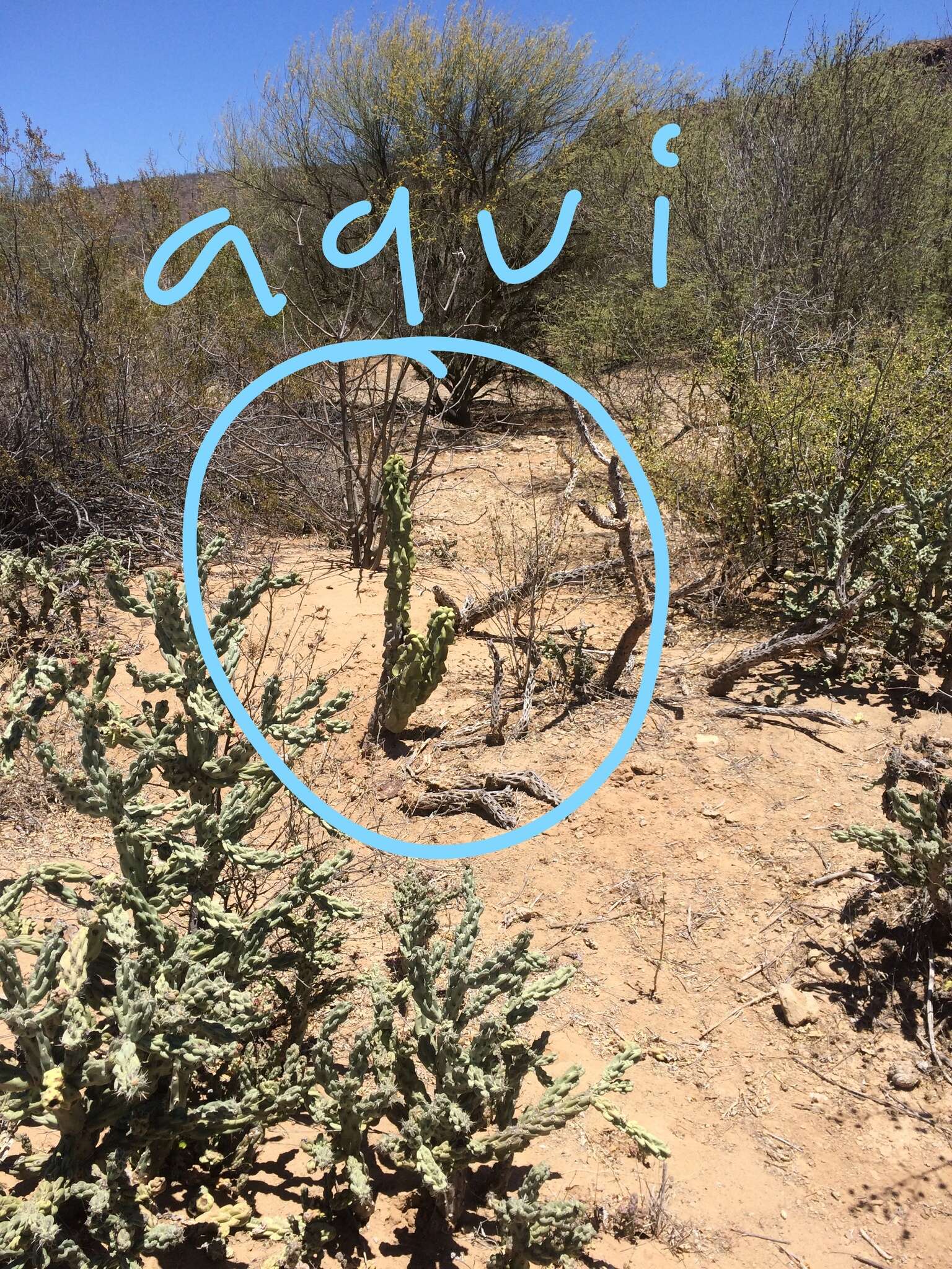 Image of senita cactus