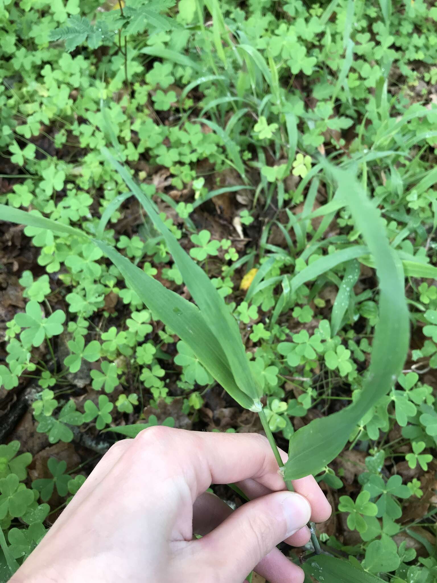 Image of Ehrharta erecta var. erecta