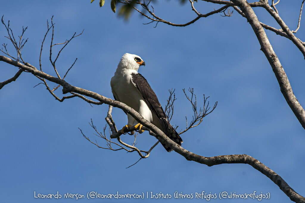 Image of Black-and-White Hawk-Eagle