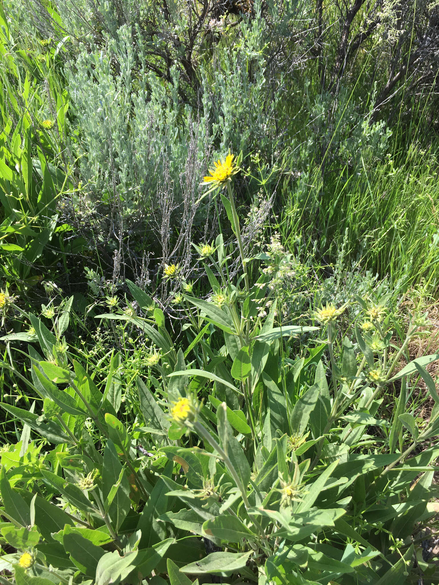 Image of oneflower helianthella