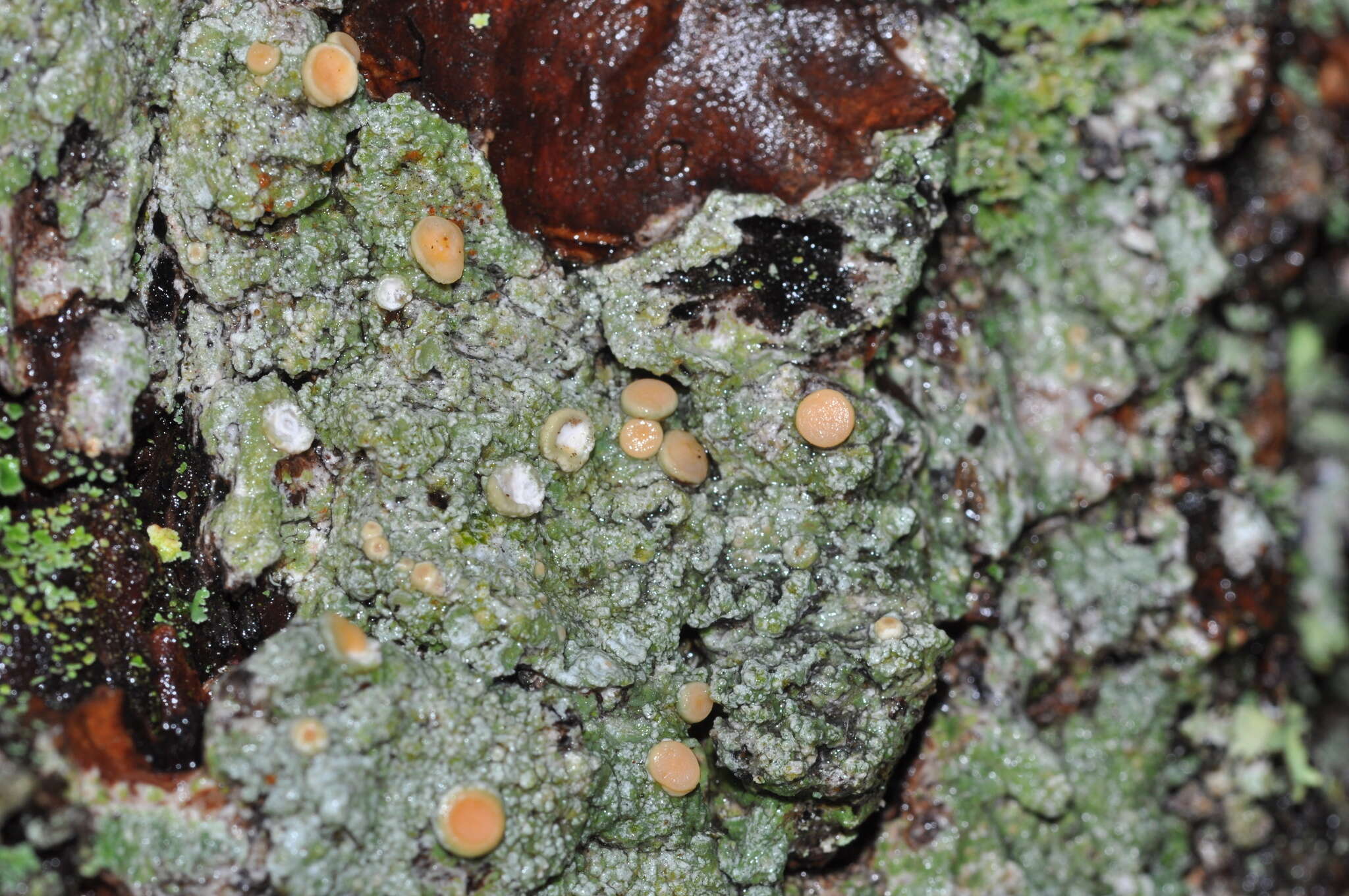 Image of Oregon crabseye lichen