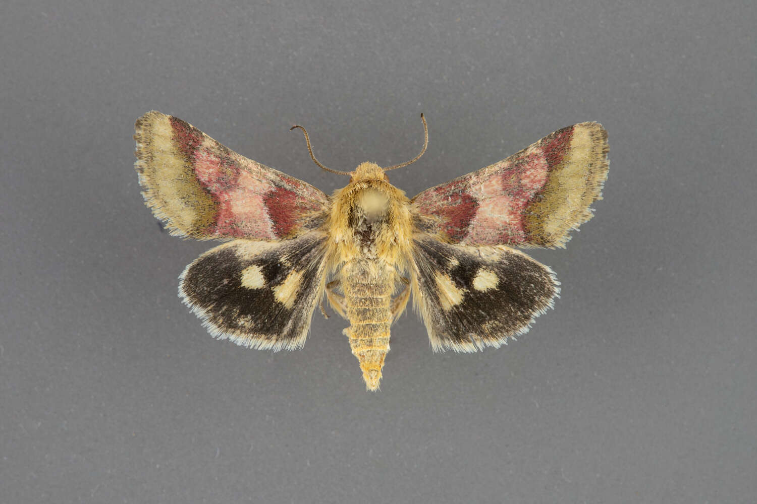 Image of Schinia bina Guenée 1852