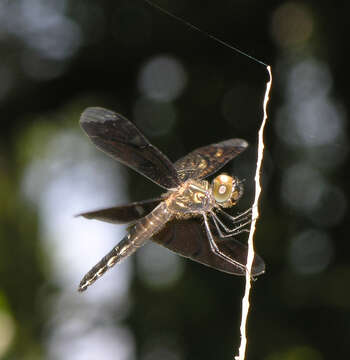 Слика од Rhyothemis obsolescens Kirby 1889