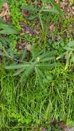 Image de Sonchus brachyotus DC.