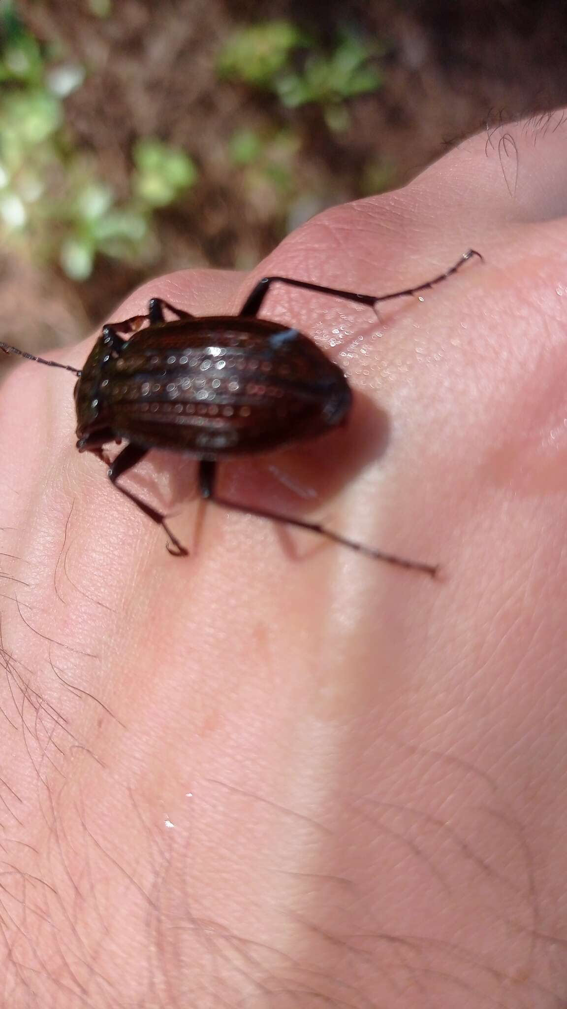 Image of Carabus (Macrothorax) rugosus celtibericus Germar 1824