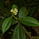 Image of Miconia pubistyla