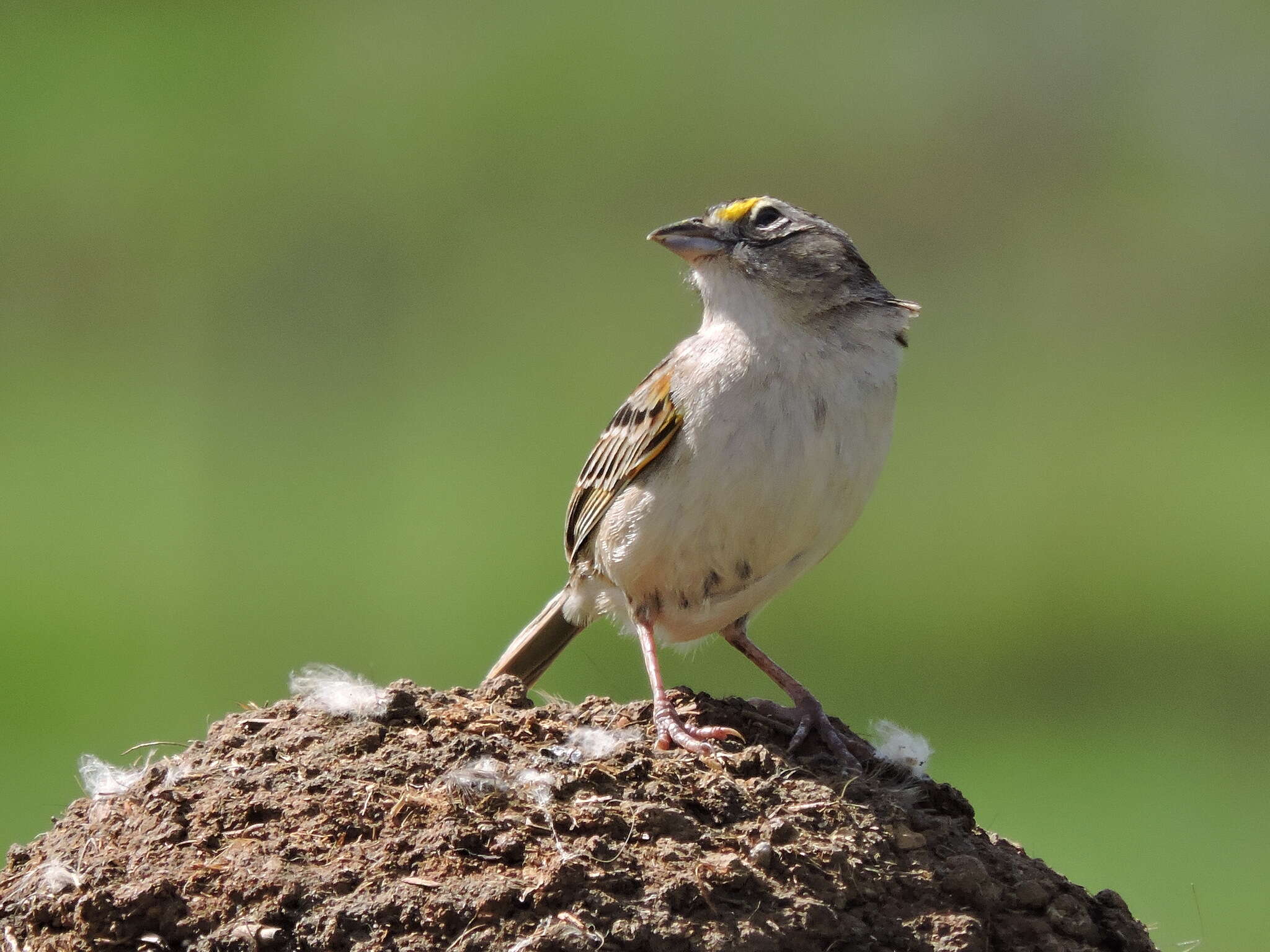 Image of Grassland Sparrow