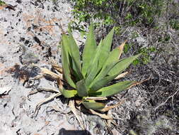 Image de Agave brevispina Trel.