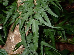 Image of maidenhair creeper