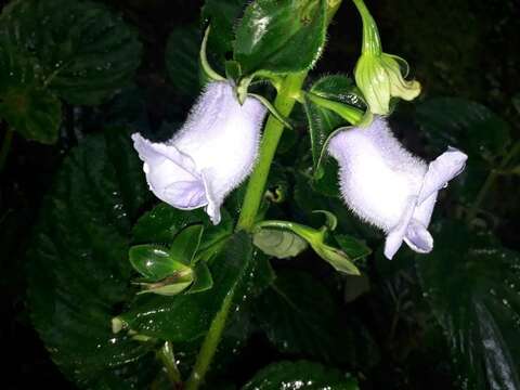 Image of gloxinia