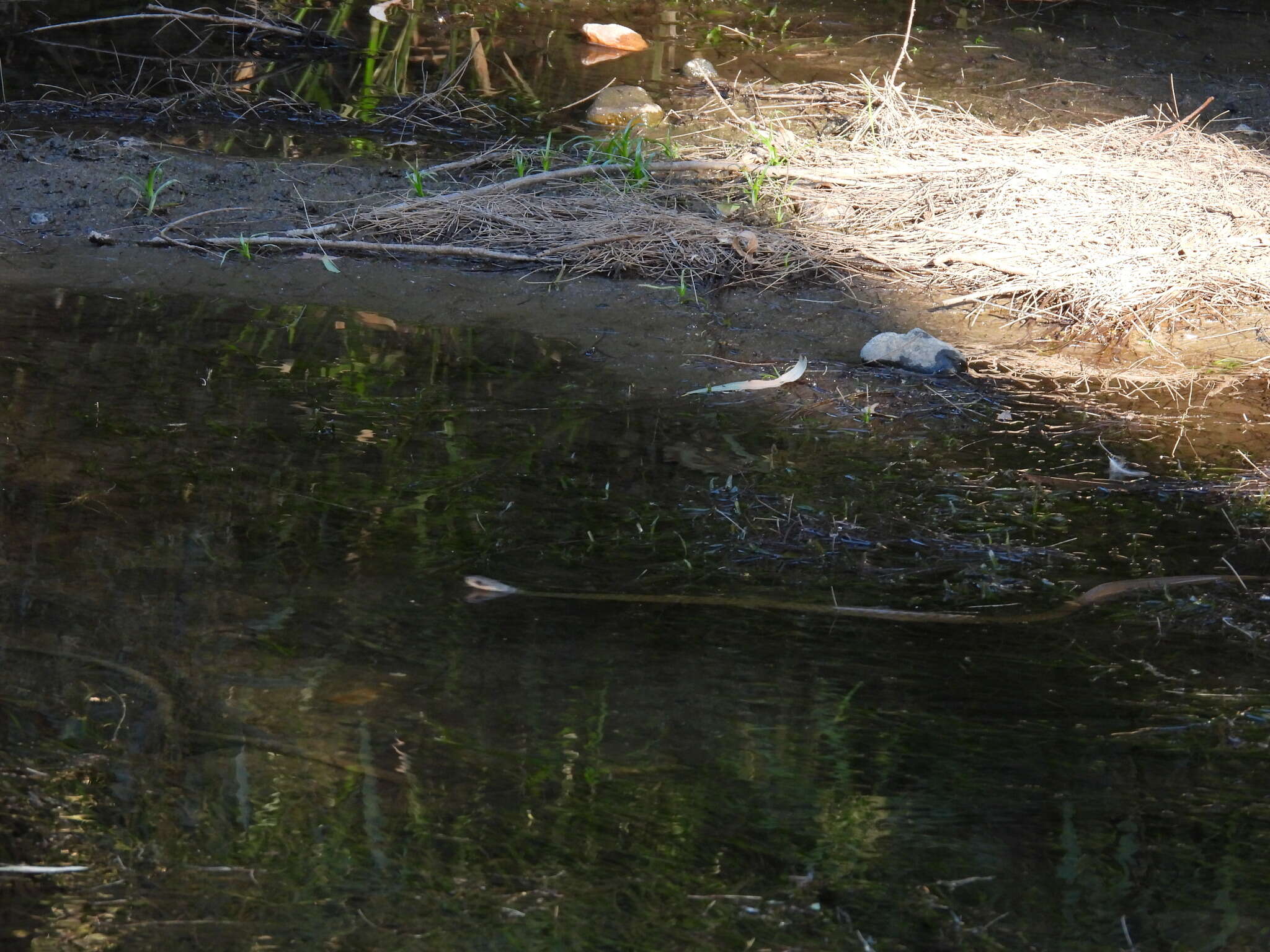 Image de Tropidonophis mairii mairii (Gray 1841)