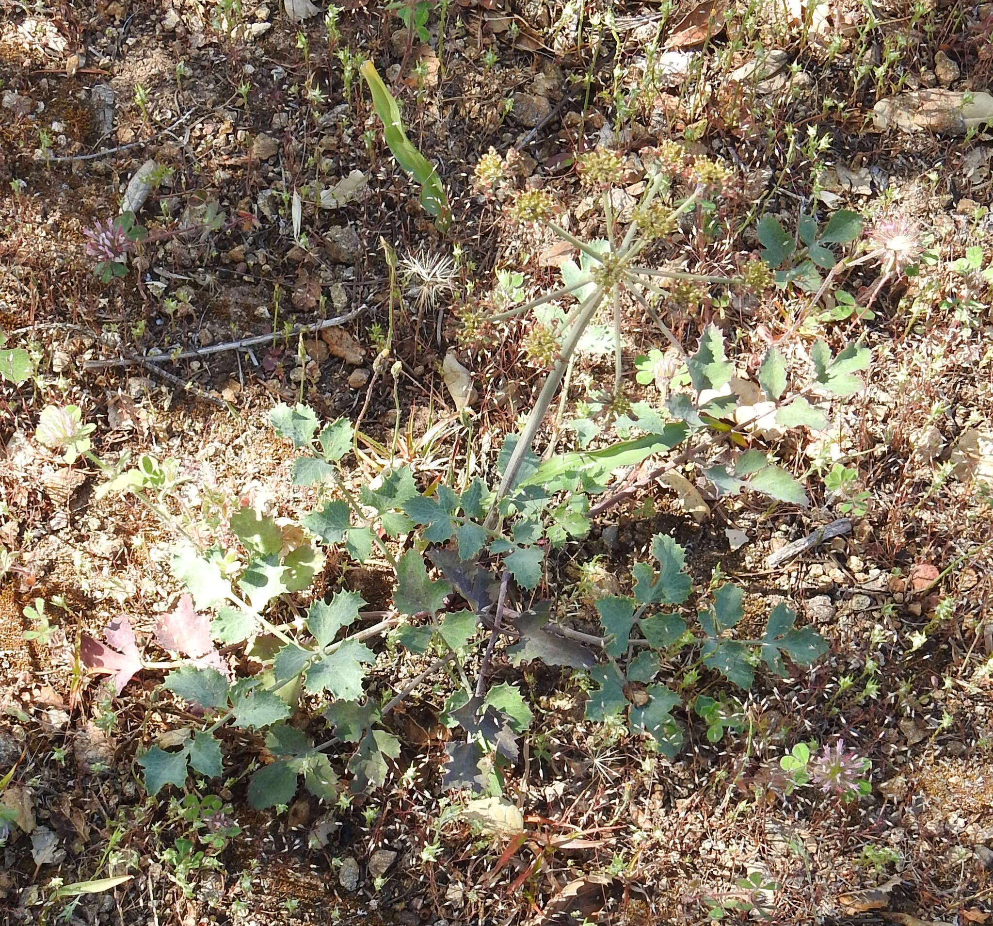 Слика од Lomatium repostum (Jepson) Mathias