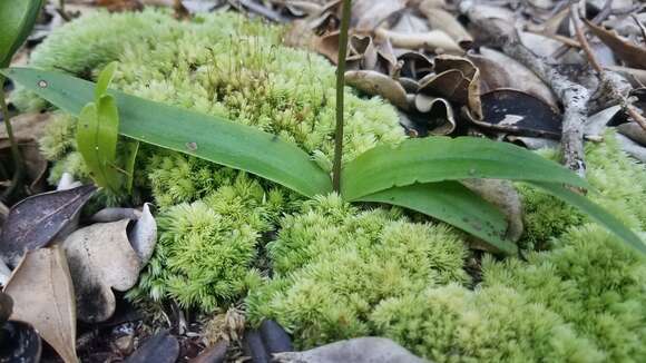 Image de Cynorkis fastigiata var. triphylla (Thouars) S. Moore