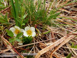 Image of Fragaria ananassa subsp. cuneifolia (Nett. ex Howell) G. Staudt