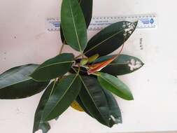 Image de Ficus pleurocarpa F. Müll.