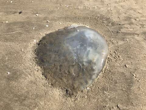 Image of Indo-Pacific Nomadic Jellyfish