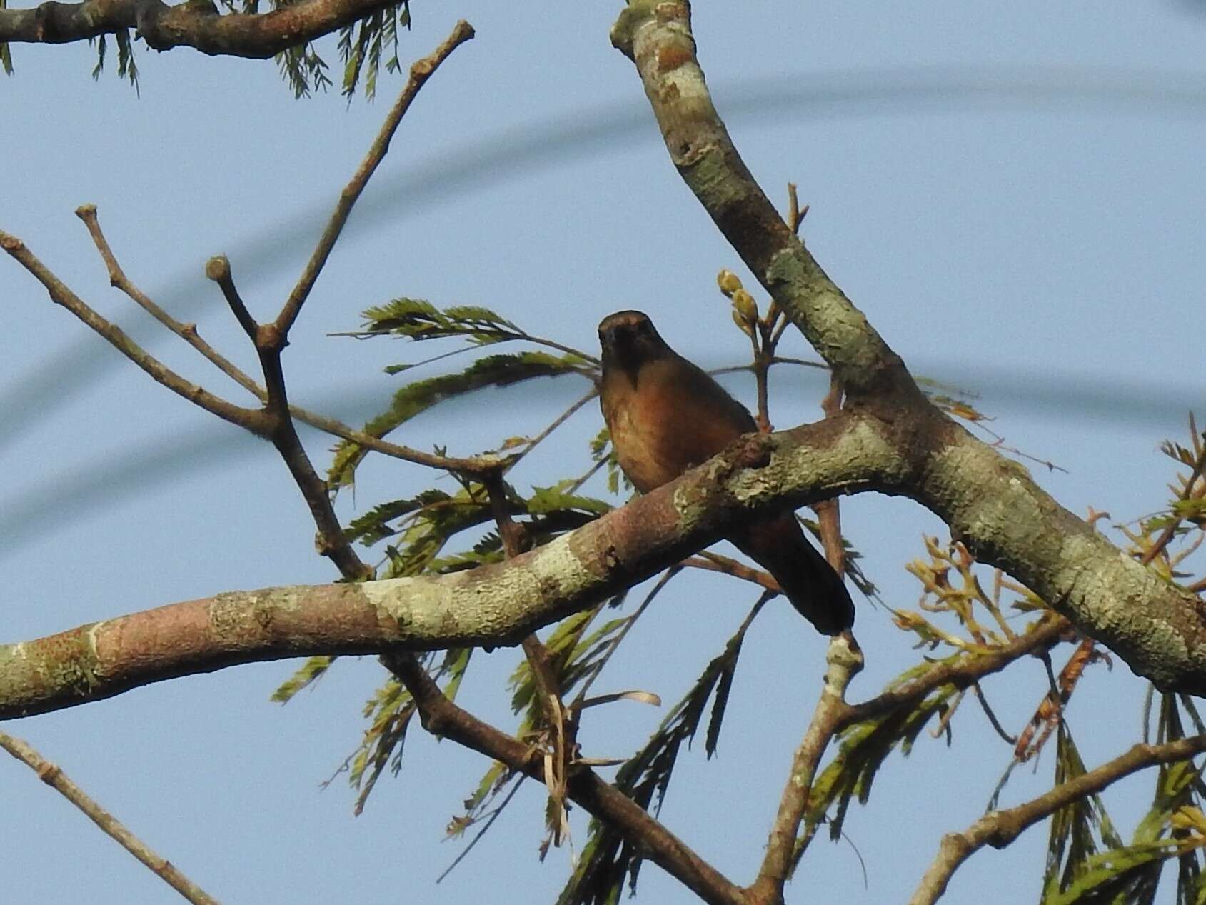 Image of Chestnut-breasted Negrofinch